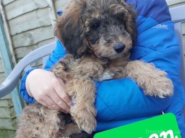 Gorgeous fluffy cockerpoo x salukipoo's for sale in Swansea - Image 3