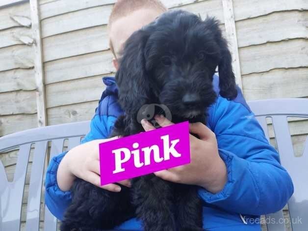 Gorgeous fluffy cockerpoo x salukipoo's for sale in Swansea - Image 5