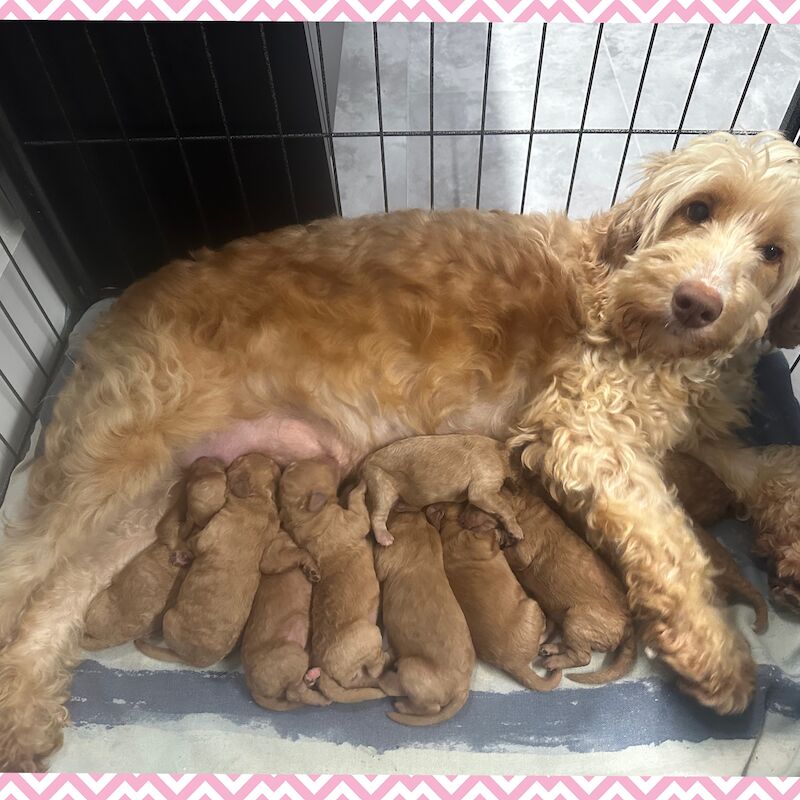 2 LEFT - GORGEOUS FOX RED TOY F1bb COCKAPOO PUPPIES for sale in Barnsley, South Yorkshire - Image 11