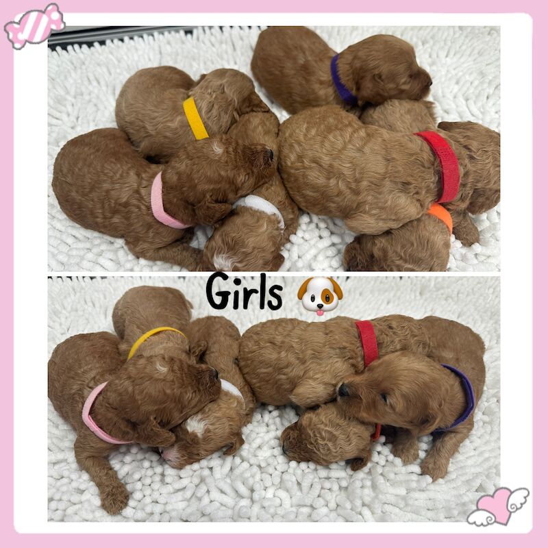 2 LEFT - GORGEOUS FOX RED TOY F1bb COCKAPOO PUPPIES for sale in Barnsley, South Yorkshire - Image 7