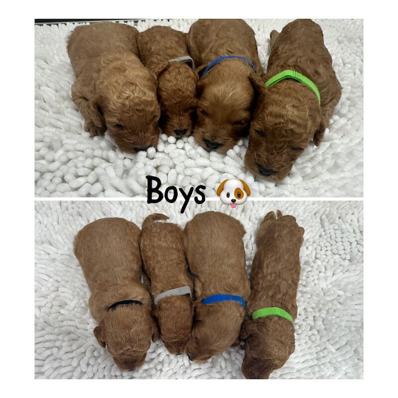 2 LEFT - GORGEOUS FOX RED TOY F1bb COCKAPOO PUPPIES for sale in Barnsley, South Yorkshire - Image 10