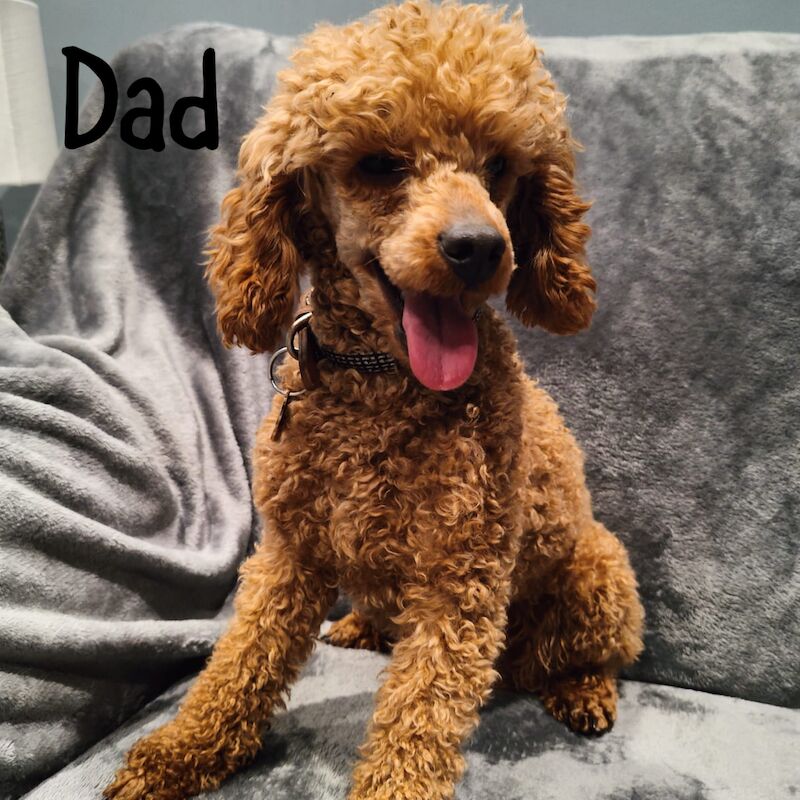 2 LEFT - GORGEOUS FOX RED TOY F1bb COCKAPOO PUPPIES for sale in Barnsley, South Yorkshire - Image 9