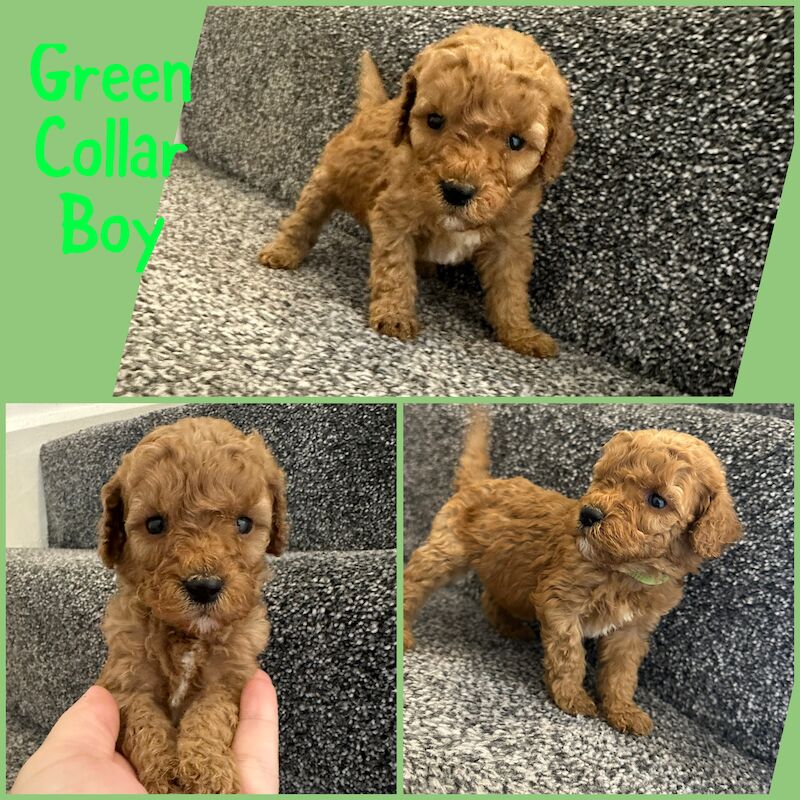 GORGEOUS FOX RED TOY F1bb COCKAPOO PUPPIES for sale in Barnsley, South Yorkshire
