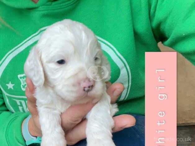 Gorgeous litter of F1 Toy cockapoo's for sale in Richmond, Richmond upon Thames, Greater London