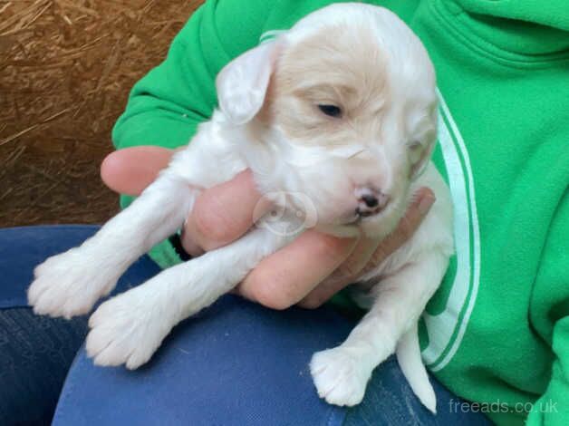 Gorgeous litter of F1 Toy cockapoo's for sale in Richmond, Richmond upon Thames, Greater London - Image 2