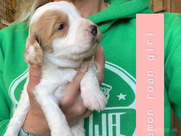 Gorgeous litter of F1 Toy cockapoo's for sale in Richmond, Richmond upon Thames, Greater London - Image 3