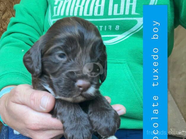 Gorgeous litter of F1 Toy cockapoo's for sale in Richmond, Richmond upon Thames, Greater London - Image 5