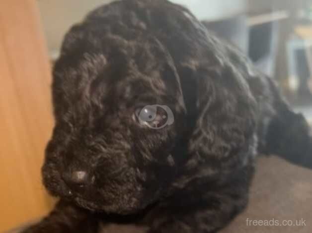 Gorgeous puppies for sale in Maidstone, Kent