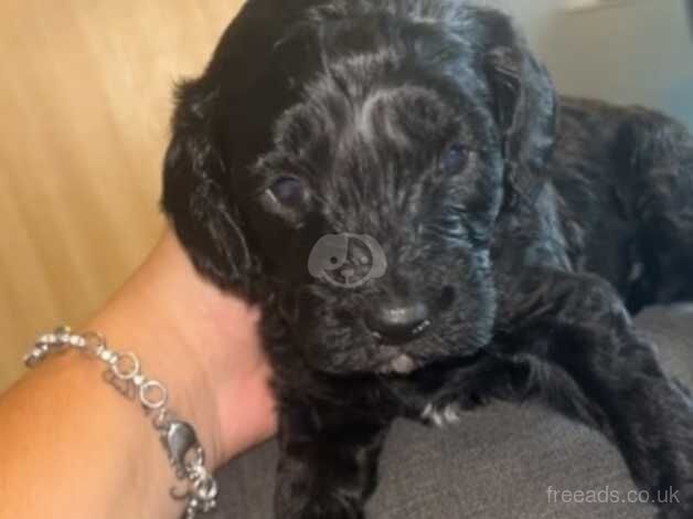 Gorgeous puppies for sale in Maidstone, Kent - Image 2