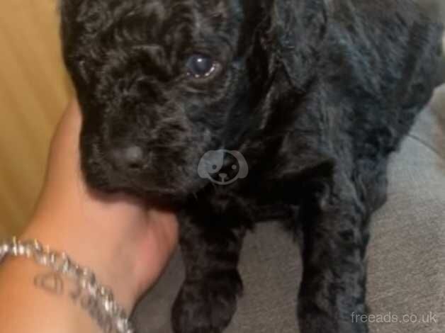 Gorgeous puppies for sale in Maidstone, Kent - Image 3