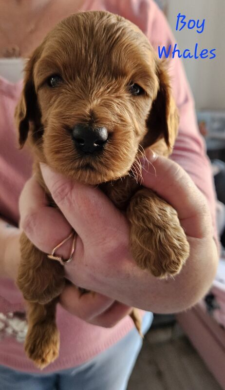 Gorgeous Red Cockapoo puppies for sale in Nuneaton, Warwickshire