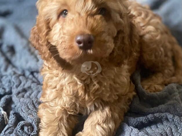 Handsome cockapoo puppy for sale in Melrose, Scottish Borders