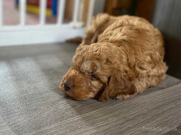 Handsome cockapoo puppy for sale in Melrose, Scottish Borders - Image 2