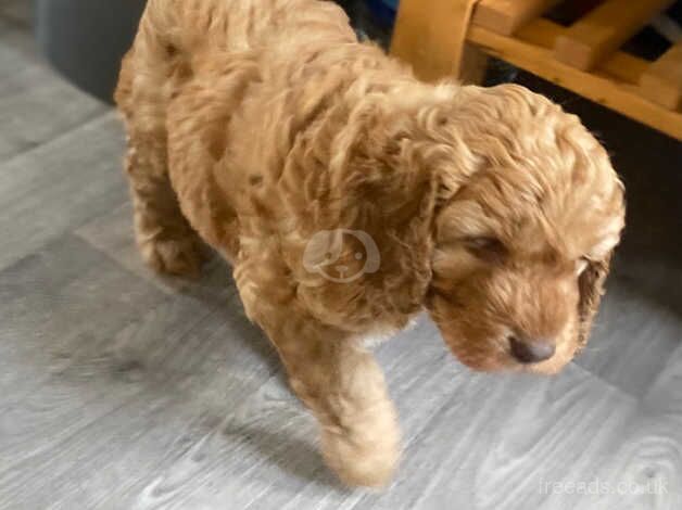 Handsome cockapoo puppy for sale in Melrose, Scottish Borders - Image 3