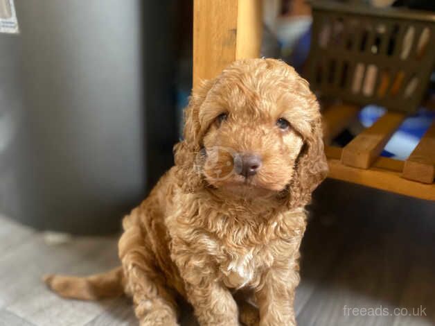 Handsome cockapoo puppy for sale in Melrose, Scottish Borders - Image 4