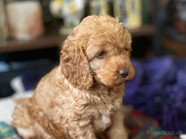 Handsome cockapoo puppy for sale in Melrose, Scottish Borders - Image 5