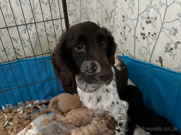 Health Clear Cockapoo Pups for sale in St Albans, Hertfordshire