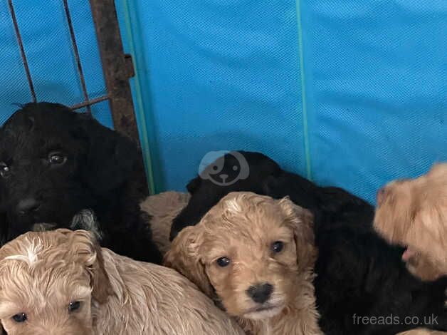 Cockapoos for sale in St Albans, Hertfordshire