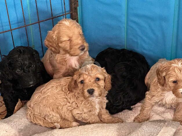 Cockapoo Puppies for sale in Hertfordshire