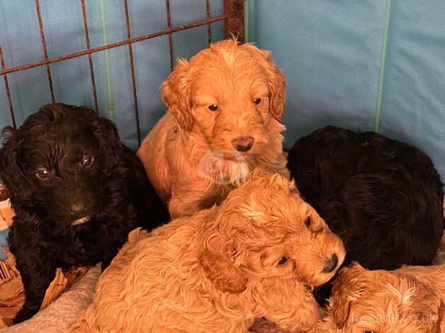 Cockapoo Puppies for sale