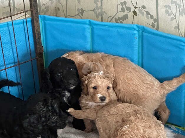 Health Clear Cockapoo Pups for sale in St Albans, Hertfordshire - Image 5