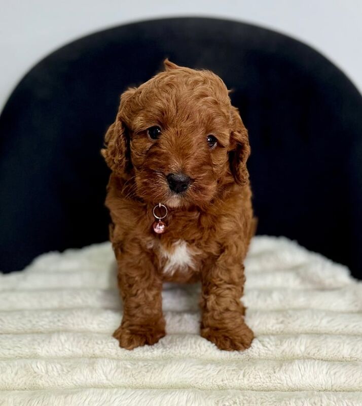 Health Clear Fox Red Cockapoo - 1 Girl Remaining for sale in Sunderland, Tyne and Wear - Image 1