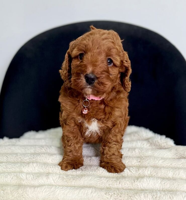 Health Clear Fox Red Cockapoo - 1 Girl Remaining for sale in Sunderland, Tyne and Wear - Image 2