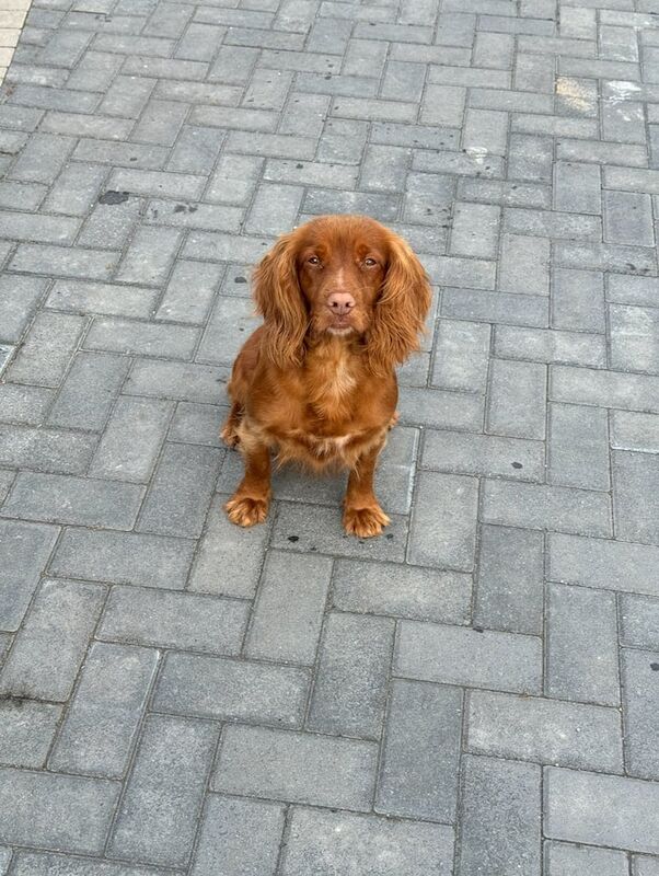 Health Clear Fox Red Cockapoo - 1 Girl Remaining for sale in Sunderland, Tyne and Wear - Image 3