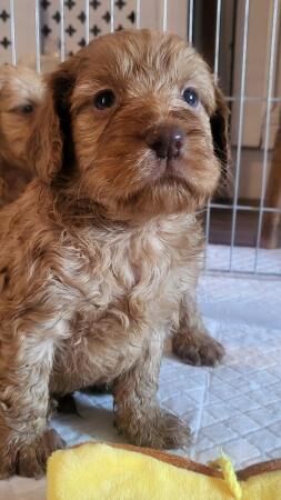Health Cockapoo pups for sale in Bishop Auckland, County Durham - Image 1