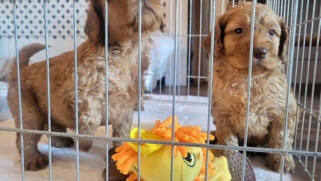Health Cockapoo pups for sale in Bishop Auckland, County Durham - Image 2