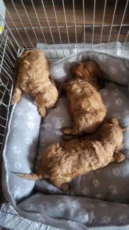 Health Cockapoo pups for sale in Bishop Auckland, County Durham - Image 4