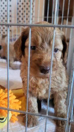 Health Cockapoo pups for sale in Bishop Auckland, County Durham - Image 5