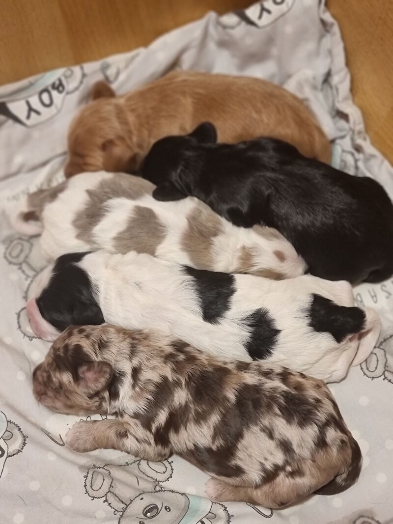 Cockapoo Puppies for sale in Northamptonshire