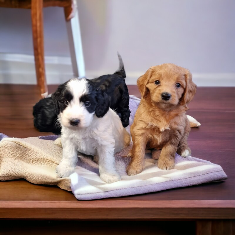 Cockapoo Puppies for sale