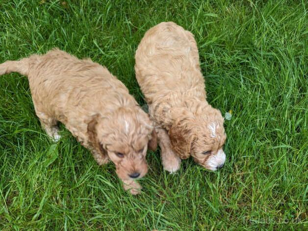 Health Tested F1 Cockapoo Puppies for sale in Ayr, South Ayrshire - Image 1