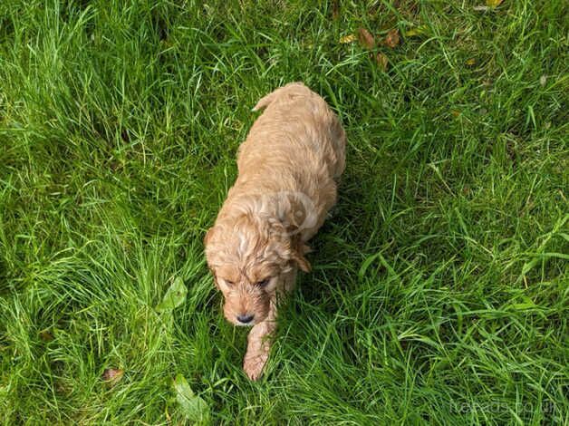 Health Tested F1 Cockapoo Puppies for sale in Ayr, South Ayrshire - Image 2