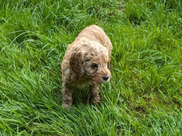 Health Tested F1 Cockapoo Puppies for sale in Ayr, South Ayrshire - Image 3