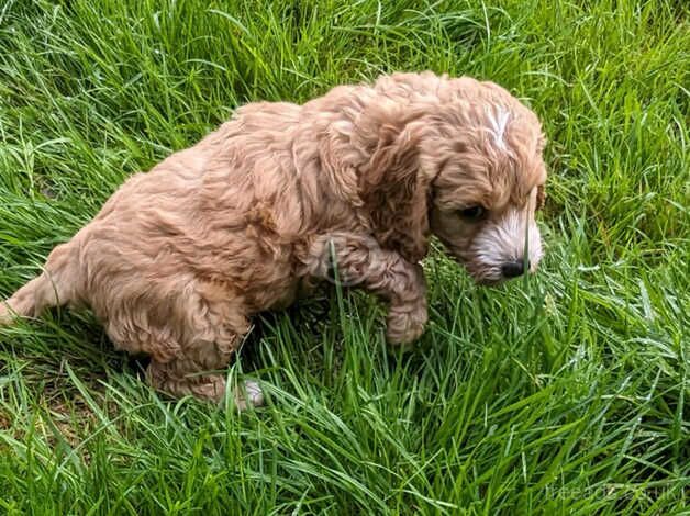 Health Tested F1 Cockapoo Puppies for sale in Ayr, South Ayrshire - Image 4