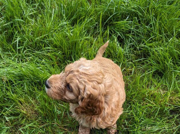 Health Tested F1 Cockapoo Puppies for sale in Ayr, South Ayrshire - Image 5