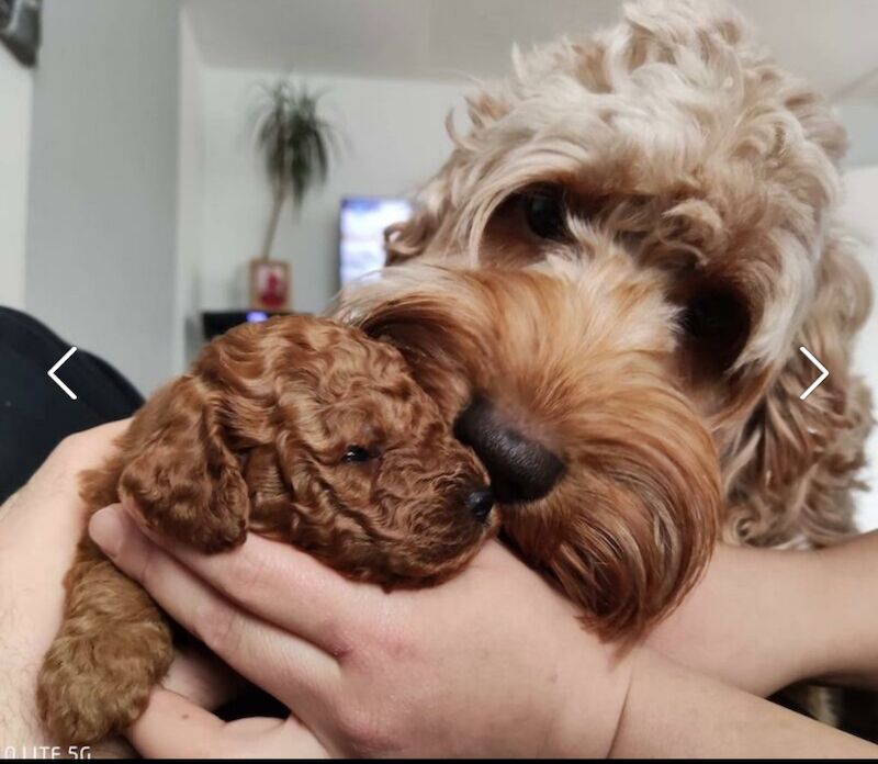 Health tested, KC dad cockapoo for sale in Melton Mowbray, Leicestershire