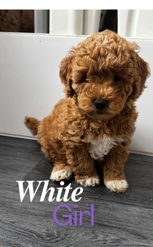 Cockapoo Puppies for sale in Leicestershire