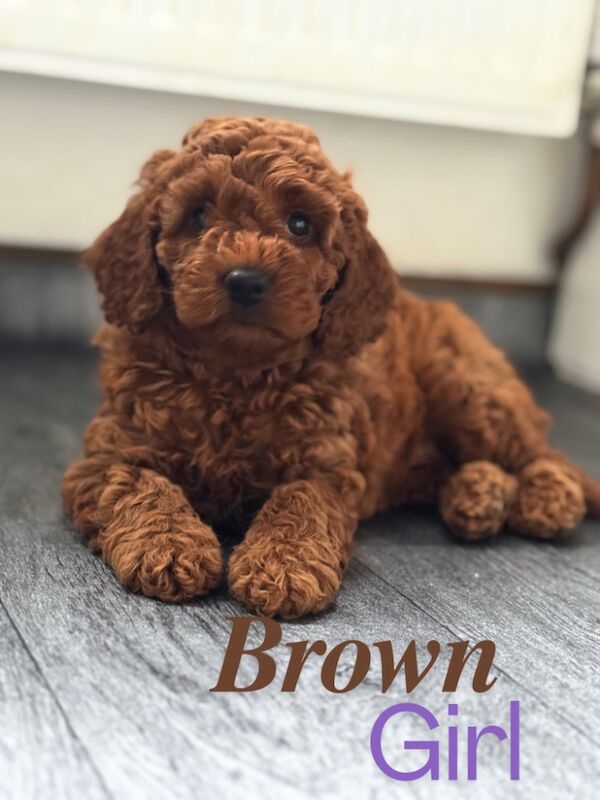 Cockapoo Puppies for sale