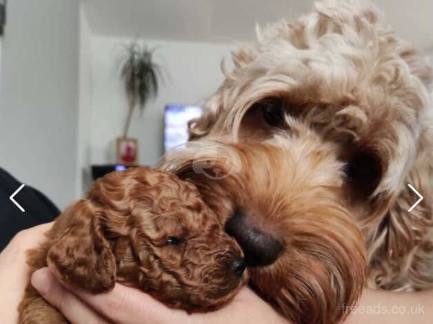 Health tested, Kc dad, cockapoo for sale in Melton Mowbray, Leicestershire