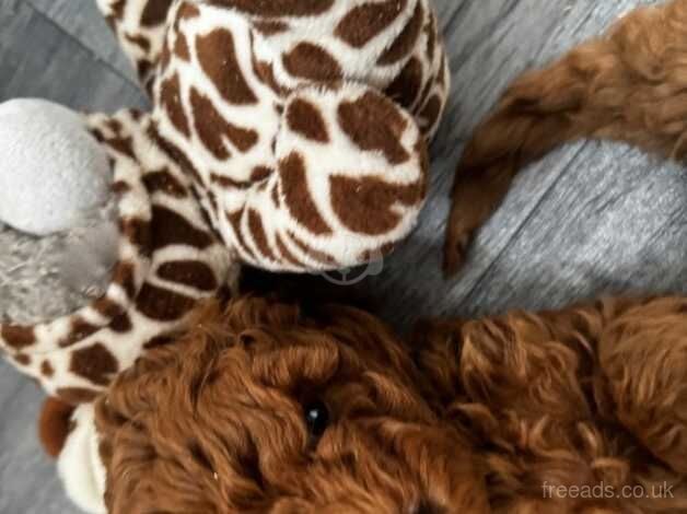 Cockapoo Puppies for sale in Leicestershire