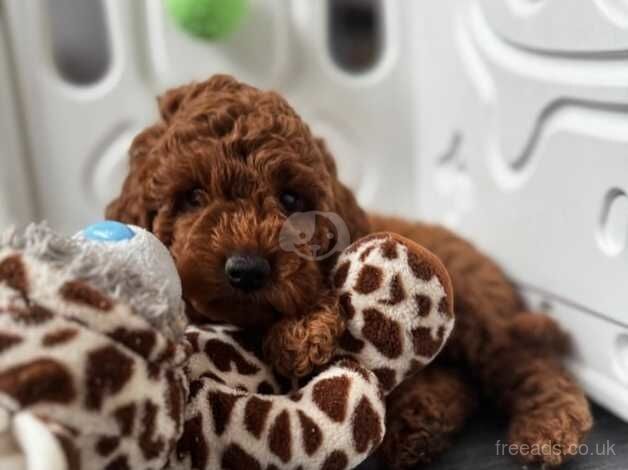 Cockapoo Puppies for sale