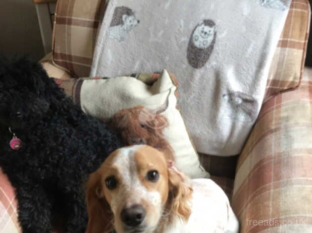 Honey cockapoo for sale in Horncastle, Berkshire