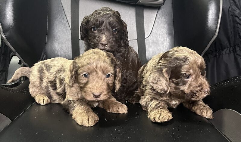 HYPOALLERGENIC MERLE COCKAPOOS F1 4 left for sale in Birchen Coppice, Worcestershire