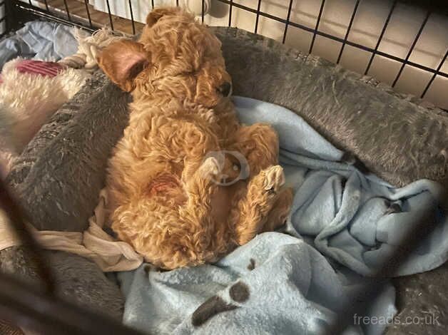 Jack 9mths old cockerpoo for sale in Leicester, Leicestershire