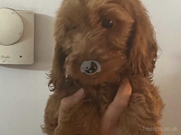 Last 2 Cockapoo puppies for sale in Ashford, Devon - Image 1