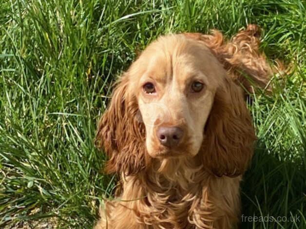 Last 2 Cockapoo puppies for sale in Ashford, Devon - Image 2